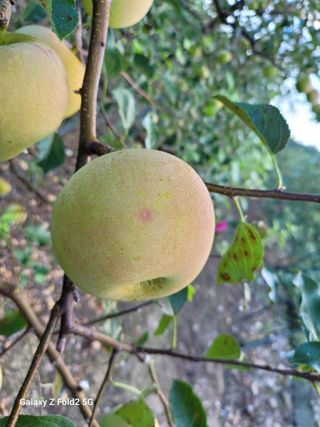 팜모닝회원 신영섭님의 사과 · 병해충상담 작성글 사진