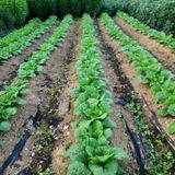 팜모닝 배추·파종•정식 게시글 이미지