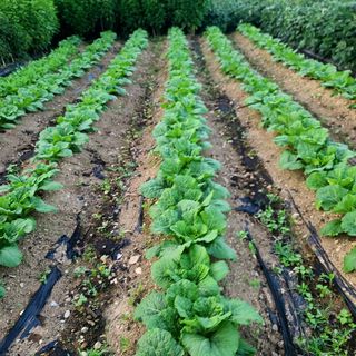 양배추30542님의 배추 · 파종•정식 작성글 사진