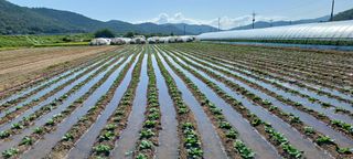 이창우님의 9월 내 작물 자랑하기 · 참여글 작성글 사진