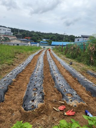 뚜벅이님의 고구마 · 영농일지 작성글 사진