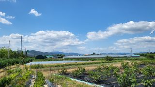 늘푸른 농장주님의 기타작물 · 영농일지 작성글 사진