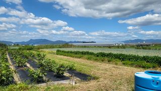 늘푸른 농장주님의 기타작물 · 영농일지 작성글 사진