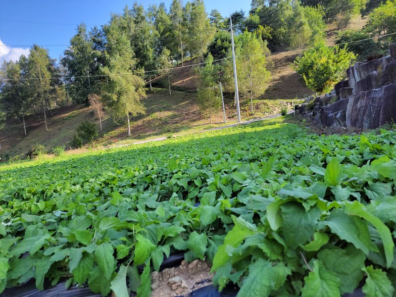 이은정님의 장터 판매 상품 [ 이고들빼기 산고들빼기 (뿌리만)1kg ] 첨부 사진