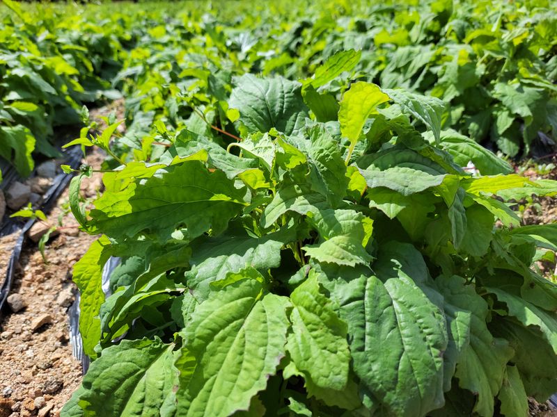이은정님의 장터 판매 상품 [ 이고들빼기 산고들빼기 (뿌리만)1kg ] 첨부 사진