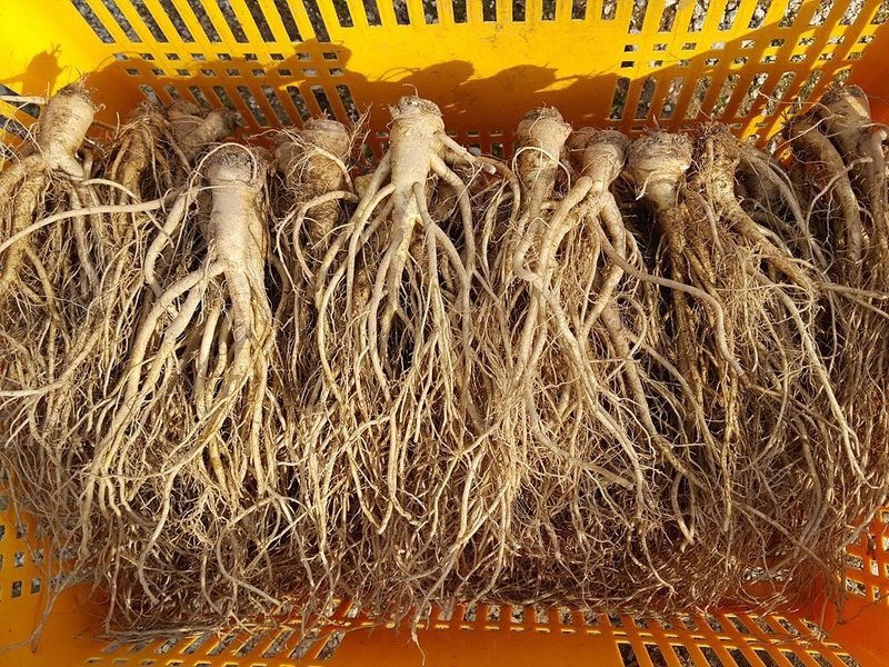 이은정님의 장터 판매 상품 [ 이고들빼기 산고들빼기 (뿌리만)1kg ] 첨부 사진