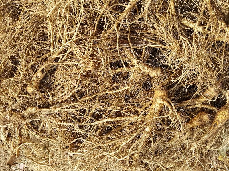 이은정님의 장터 판매 상품 [ 이고들빼기 산고들빼기 (뿌리만)1kg ] 첨부 사진