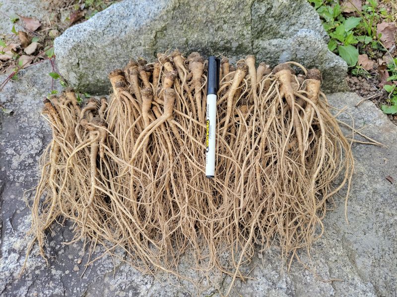 이은정님의 장터 판매 상품 [ 이고들빼기 산고들빼기 (뿌리만)1kg ] 첨부 사진