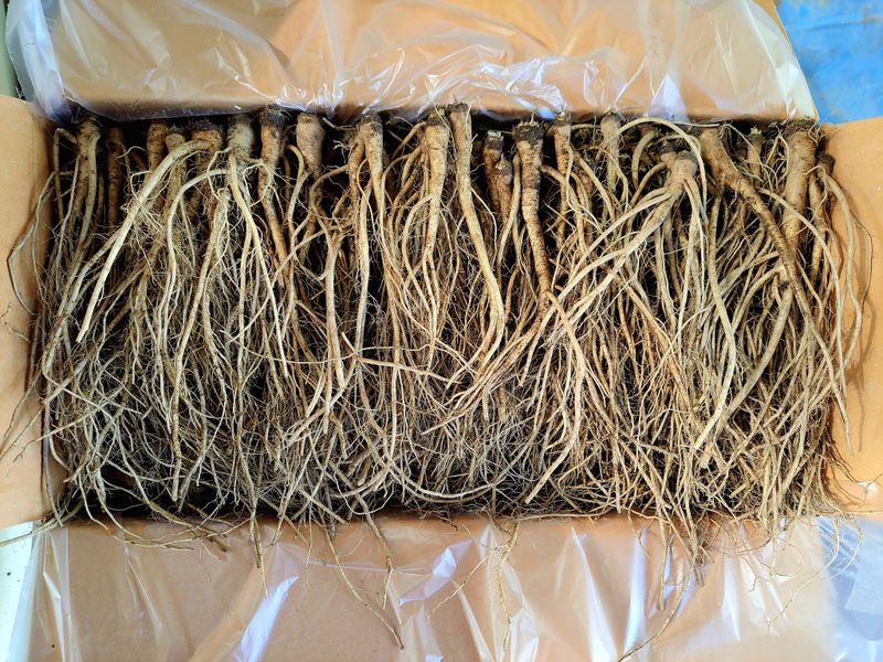 장터 상품 [ 이고들빼기 산고들빼기 (뿌리만)1kg ] 썸네일