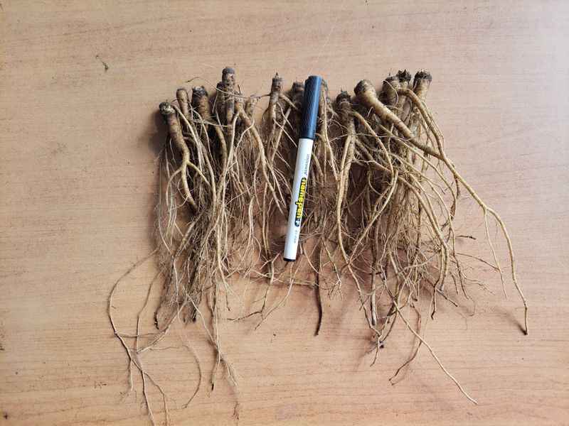 이은정님의 장터 판매 상품 [ 이고들빼기 산고들빼기 (뿌리만)1kg ] 첨부 사진