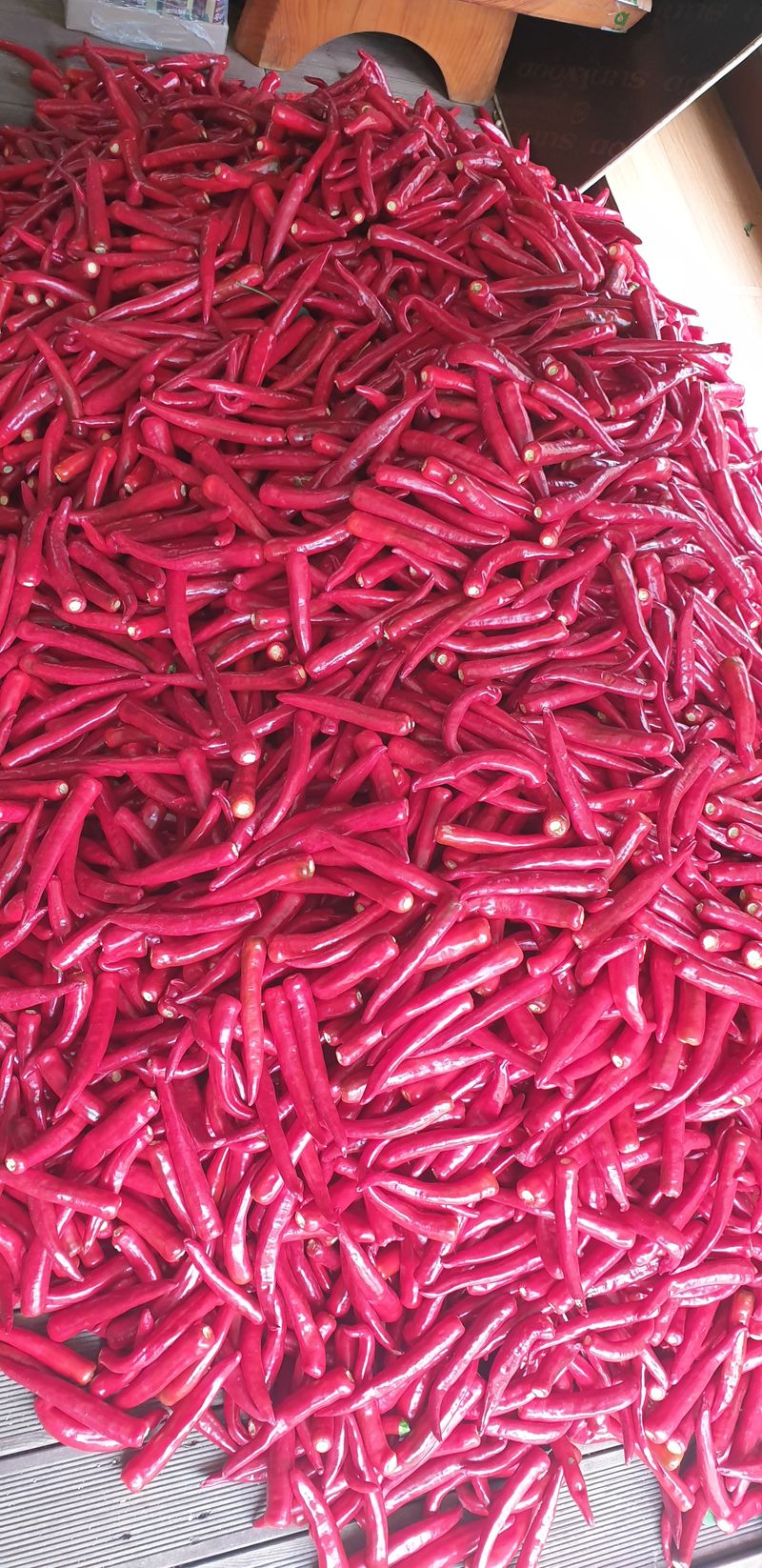 권오영님의 장터 판매 상품 [고추판매5근,10근,20근,이상] 첨부 사진