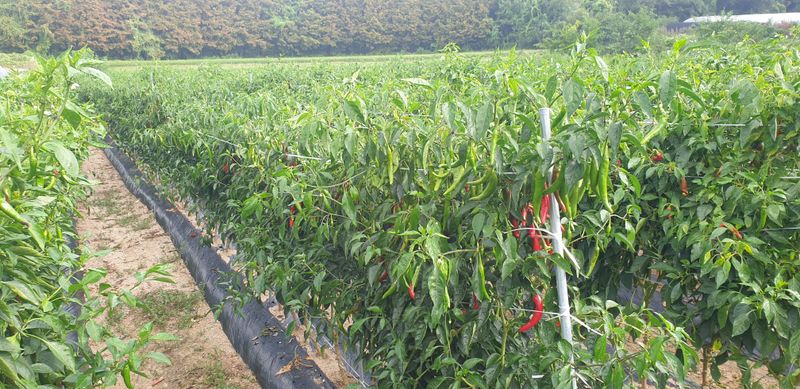 권오영님의 장터 판매 상품 [고추판매5근,10근,20근,이상] 첨부 사진