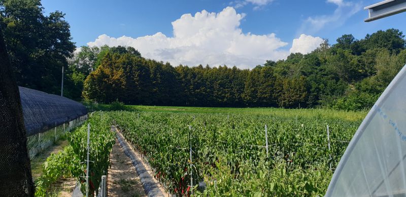 권오영님의 장터 판매 상품 [고추판매5근,10근,20근,이상] 첨부 사진