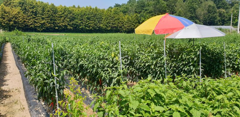 권오영님의 장터 판매 상품 [고추판매5근,10근,20근,이상] 첨부 사진