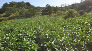 박용현 님의 9월 내 작물 자랑하기 · 참여글 작성글 사진