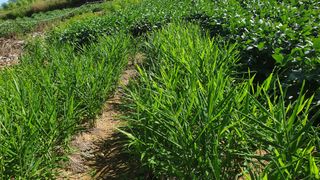 박용현 님의 9월 내 작물 자랑하기 · 참여글 작성글 사진