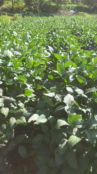 박용현 님의 9월 내 작물 자랑하기 · 참여글 작성글 사진