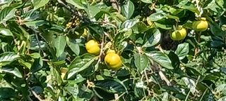 김유봉님의 9월 내 작물 자랑하기 · 참여글 작성글 사진