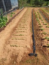 팜모닝 배추·파종•정식 게시글 이미지