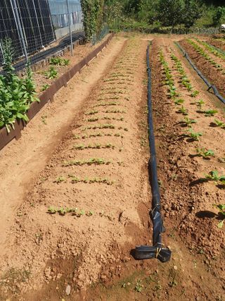 김주희님의 배추 · 파종•정식 작성글 사진