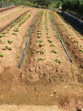 김주희님의 배추 · 파종•정식 작성글 사진