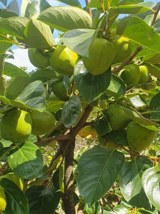 농군님의 9월 내 작물 자랑하기 · 참여글 작성글 사진