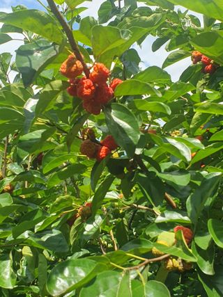 농군님의 9월 내 작물 자랑하기 · 참여글 작성글 사진