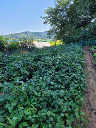 5년차 초보 농부님의 9월 내 작물 자랑하기 · 참여글 작성글 사진