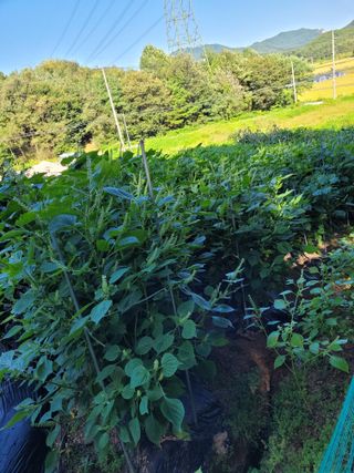 5년차 초보 농부님의 9월 내 작물 자랑하기 · 참여글 작성글 사진