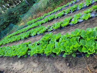 5년차 초보 농부님의 9월 내 작물 자랑하기 · 참여글 작성글 사진