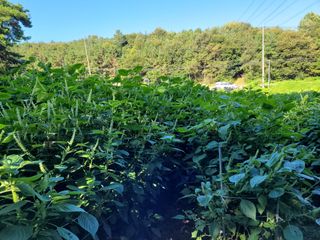 5년차 초보 농부님의 9월 내 작물 자랑하기 · 참여글 작성글 사진