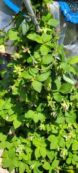 팜모닝 9월 내 작물 자랑하기·참여글 게시글 이미지