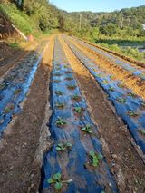 팜모닝 9월 내 작물 자랑하기·참여글 게시글 이미지