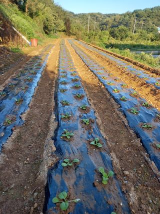 호박10435님의 9월 내 작물 자랑하기 · 참여글 작성글 사진