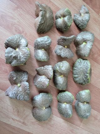 건달 농장(최승혁)님의 9월 내 작물 자랑하기 · 참여글 작성글 사진