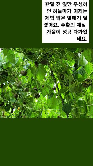 건달 농장(최승혁)님의 9월 내 작물 자랑하기 · 참여글 작성글 사진