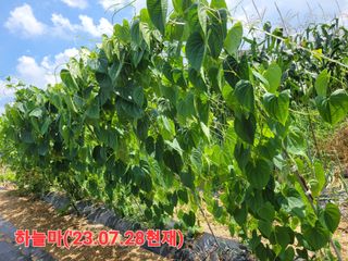 건달 농장(최승혁)님의 9월 내 작물 자랑하기 · 참여글 작성글 사진