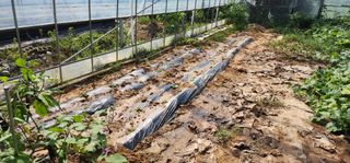 이희연님의 배추 · 파종•정식 작성글 사진