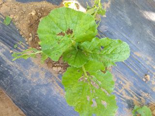 대박🙂🙏님의 배추 · 병해충상담 작성글 사진