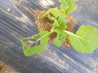 대박🙂🙏님의 배추 · 병해충상담 작성글 사진