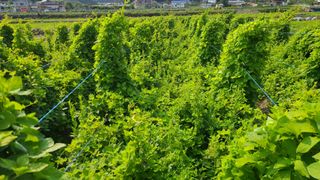 조병대님의 9월 내 작물 자랑하기 · 참여글 작성글 사진