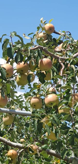 김귀분님의 9월 내 작물 자랑하기 · 참여글 작성글 사진