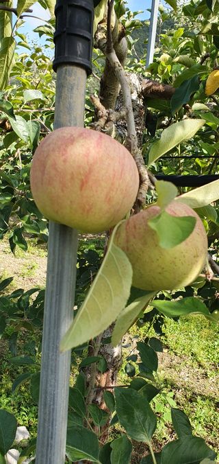 김귀분님의 9월 내 작물 자랑하기 · 참여글 작성글 사진