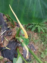 팜모닝 자유주제·자유게시판 게시글 이미지