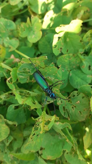 김현필님의 감 · 병해충상담 작성글 사진