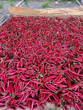 오토산농장님의 작성글 사진