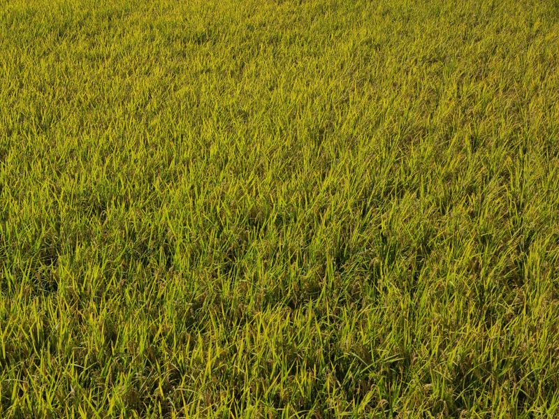 장터 상품 [백운오대햅쌀 ] 썸네일