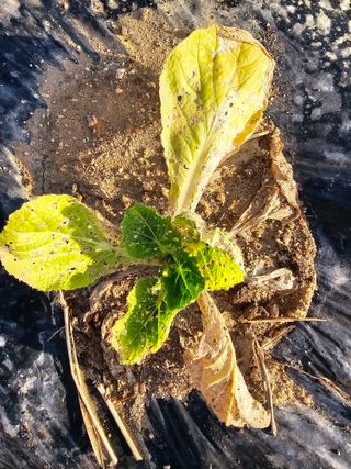 윤창기님의 배추 · 병해충상담 작성글 사진