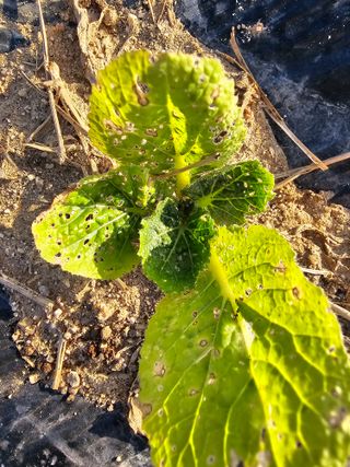 윤창기님의 배추 · 병해충상담 작성글 사진