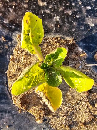 윤창기님의 배추 · 병해충상담 작성글 사진